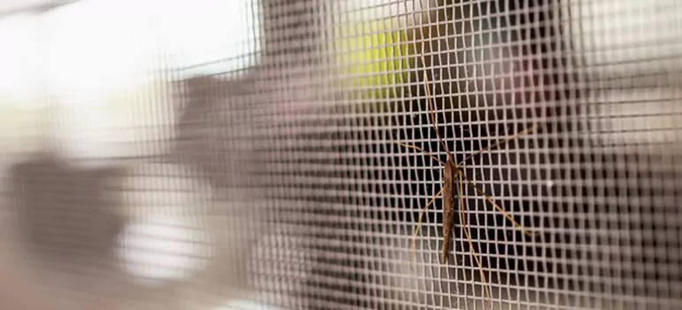 Repair Mosquito Mesh For Windows in Cutler Bay, FL